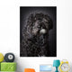 Labradoodle Photographed Studio Wall Mural