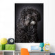 Labradoodle Photographed Studio Wall Mural