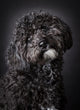 Labradoodle Photographed Studio Wall Mural