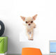 Hihuahua White