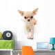 Hihuahua White