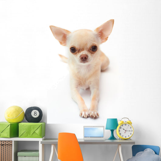 Hihuahua White