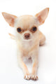 Hihuahua White