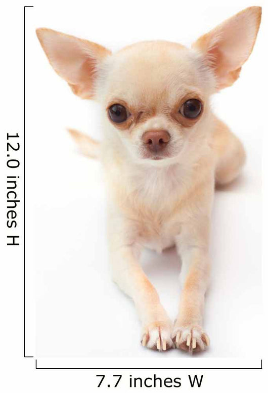 Hihuahua White