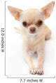 Hihuahua White
