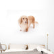 Golden Dachshund Wall Decal