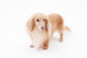 Golden Dachshund Wall Decal