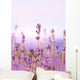 Lavender Wall Mural