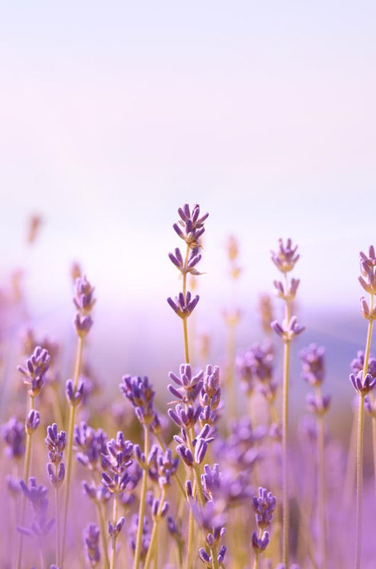 lavender wall plant Lavender Wall Mural – Wallmonkeys