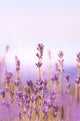 Lavender Wall Mural