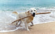 Labrador Retriever Beach