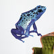 Poison Frog Wall Decal