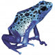 Poison Frog Wall Decal