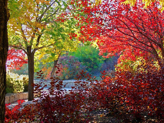 Backlit Fall Wall Decal