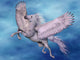 White Pegasus Wall Mural