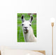 Farm Animals - Lama Wall Mural