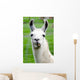 Farm Animals - Lama Wall Mural