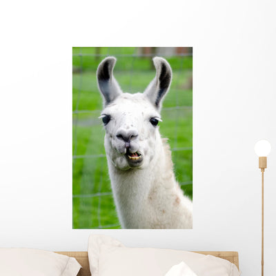 Farm Animals Lama Wall Mural shown on a wall