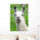Farm Animals - Lama Wall Mural