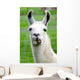 Farm Animals - Lama Wall Mural