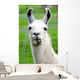 Farm Animals - Lama Wall Mural