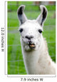 Farm Animals - Lama Wall Mural