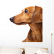 Dachshund dog Wall Decal