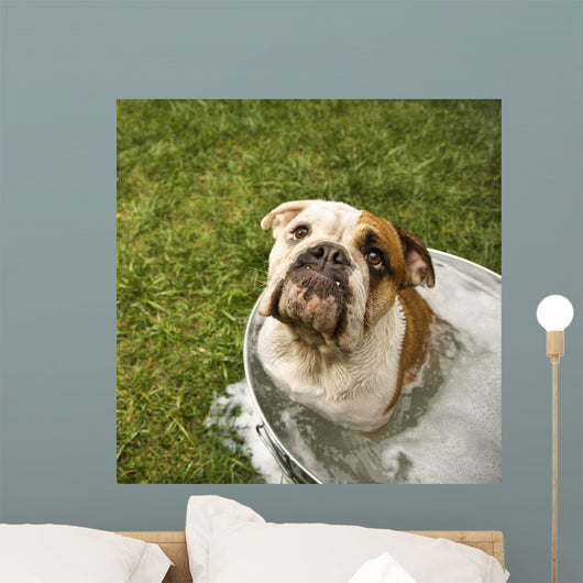 Bulldog Bath Wall Decal