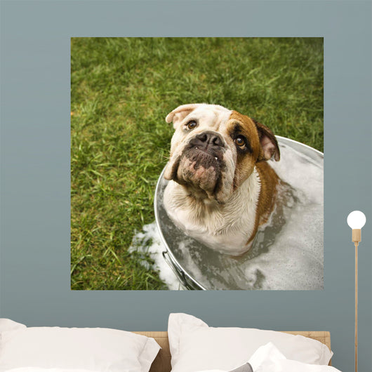 Bulldog Bath Wall Decal