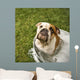 Bulldog Bath Wall Decal