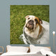 Bulldog Bath Wall Decal