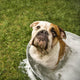 Bulldog Bath Wall Decal
