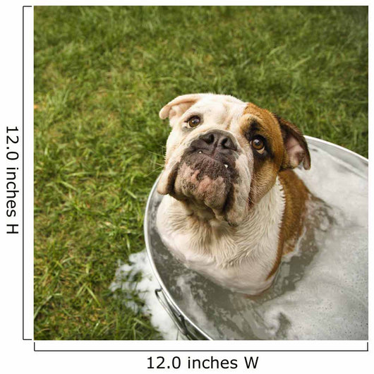 Bulldog Bath Wall Decal