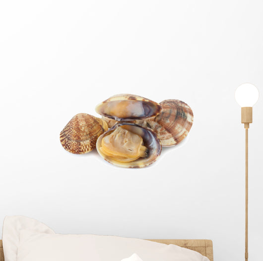 Clams Vi