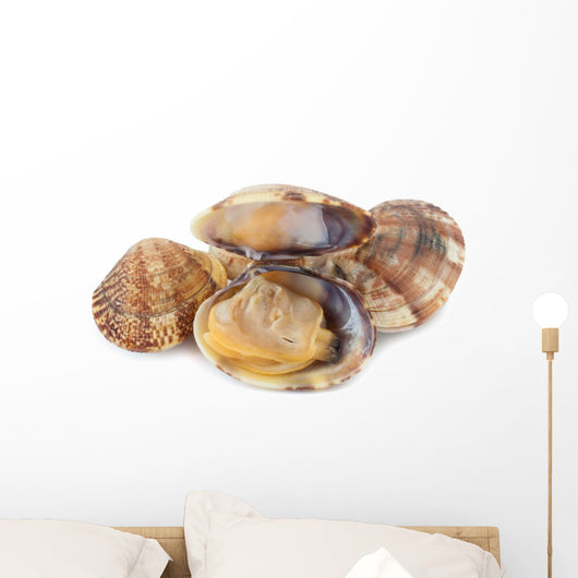 Clams Vi