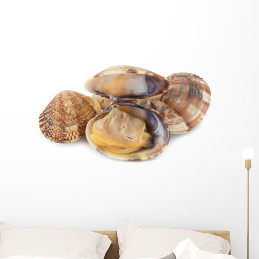 Clams Vi