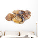 Clams Vi