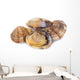 Clams Vi