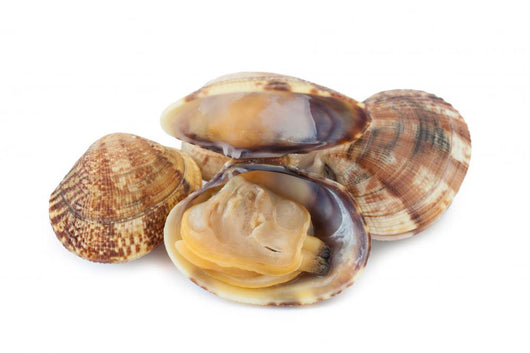 Clams Vi