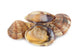 Clams Vi
