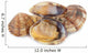 Clams Vi
