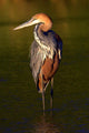 Goliath Heron (Ardea goliath) Fishing at sunset Wall Mural