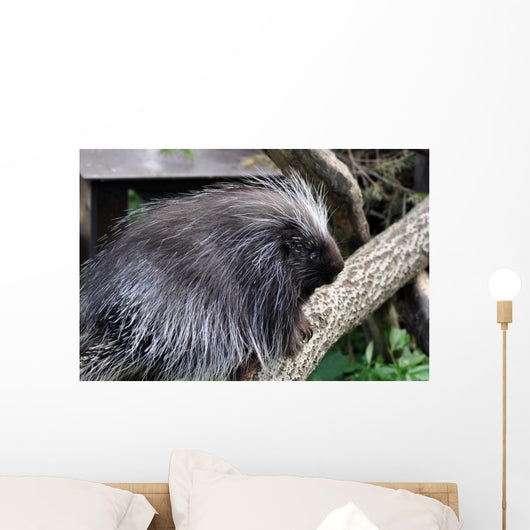 Urson Baumstachler Wall Mural