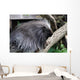 Urson Baumstachler Wall Mural