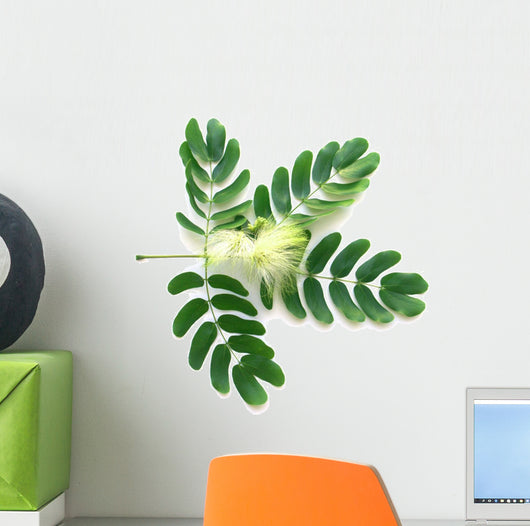 Leaf and Flower of Acacia Lebeck Wall Decal