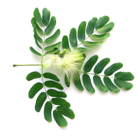 Leaf and Flower of Acacia Lebeck Wall Decal