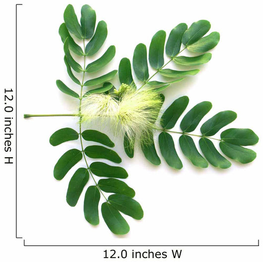 Leaf and Flower of Acacia Lebeck Wall Decal