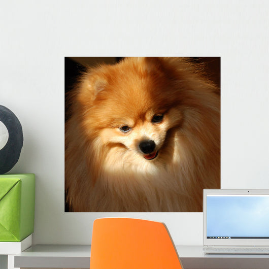 Pomeranian Dog Wall Mural
