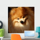 Pomeranian Dog Wall Mural