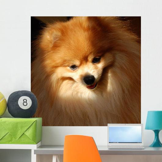 Pomeranian Dog Wall Mural